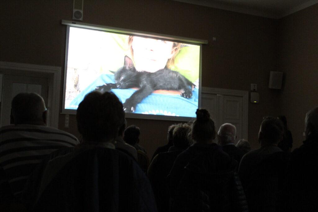 grupa widzów ogląda w ciemności prezentacje na zdjęciu kot